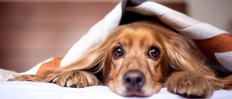 Schnupfen beim Hund – Diese Hausmittel helfen