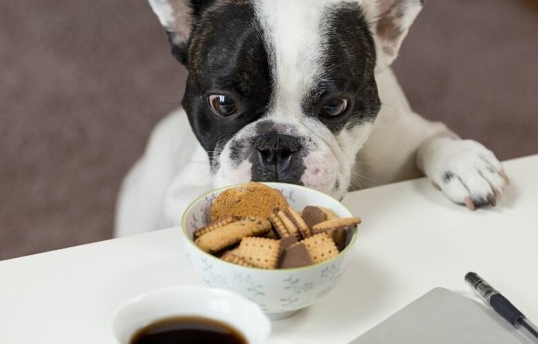 Hund schnuppert an Keksen