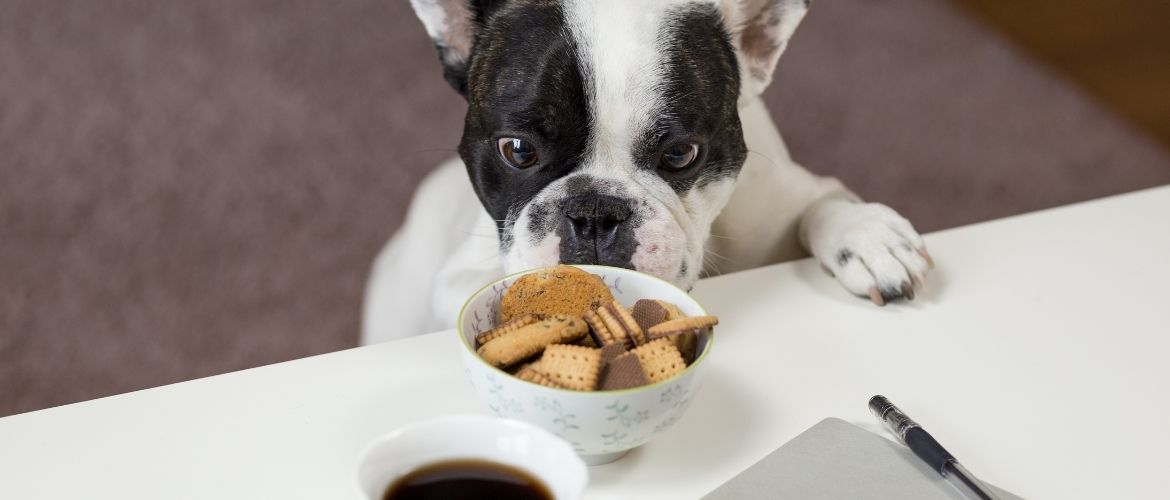 Hund schnuppert an Keksen
