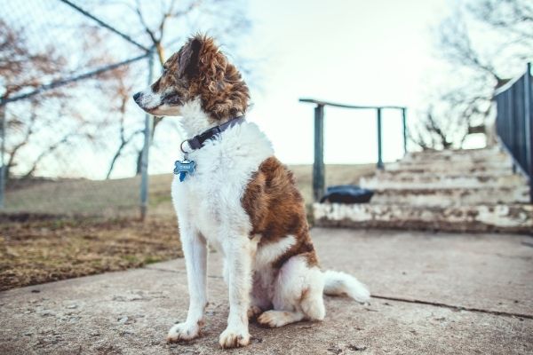 Hund Sitz beibringen: Hund macht Sitz vor einer kleinen Brücke für Fußgänger