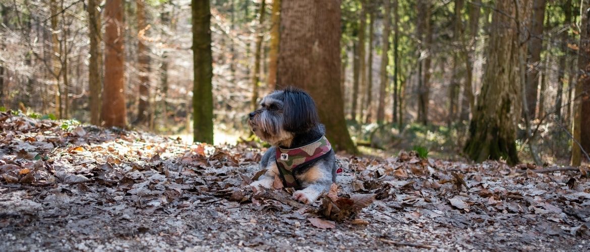 Gefahr von Zecken: Hund sitzt im tiefen Wald