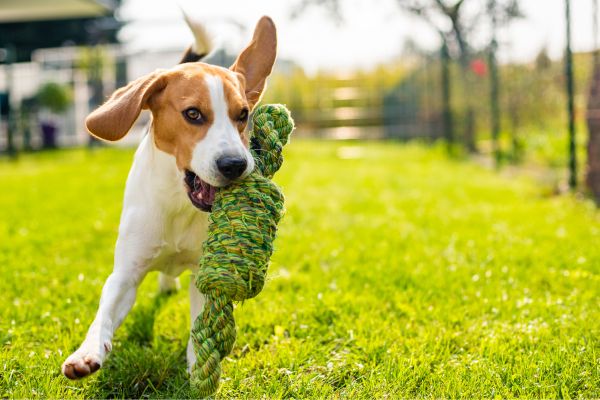 Hund spielt auf einer Wiese