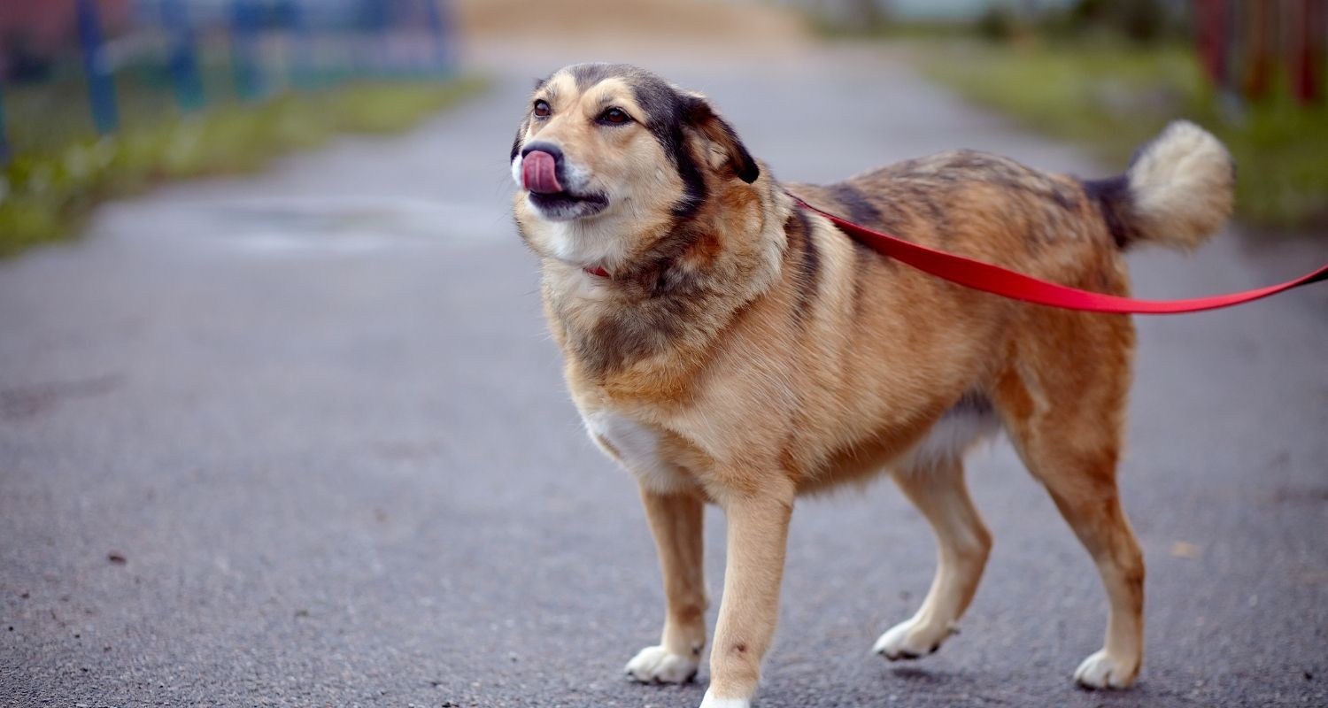 Hund steuerlich absetzen Geht das? edogs Magazin