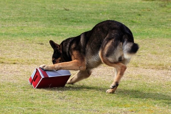 Zielobjektsuche: Hund sucht ein Zielobjekt