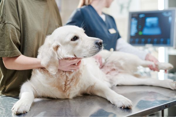 Hund wird beim Tierarzt untersucht.