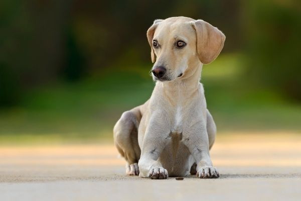 Hund trächtig