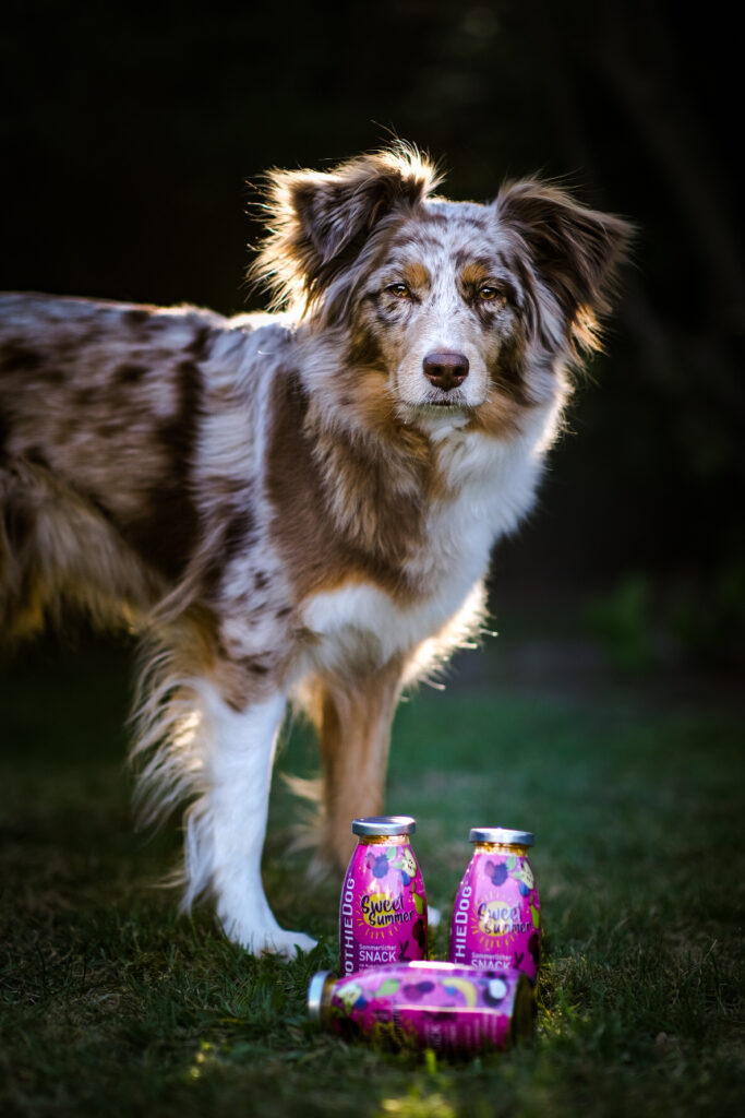 hund trinkt nicht