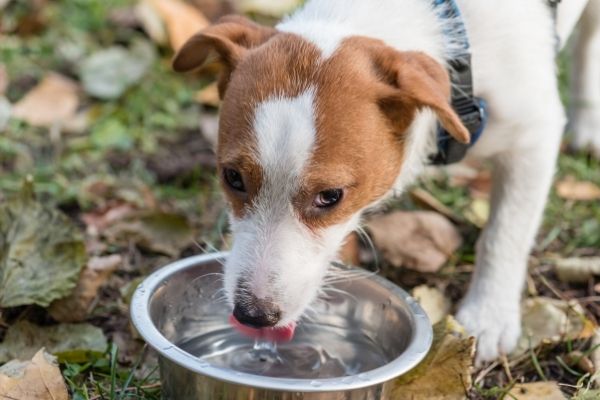 Hund trinkt aus einem Napf auf Laub