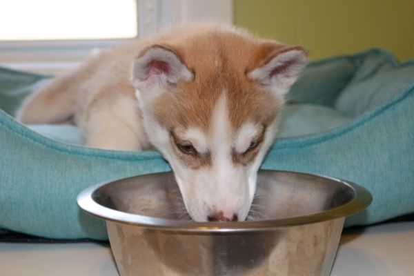 Hund trinkt nicht wegen Krankheit