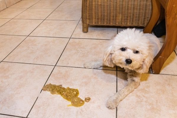 Hund übergibt sich gelb