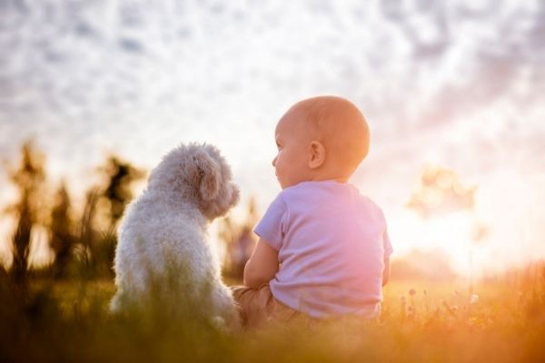 Hund und Baby auf einer Wiese