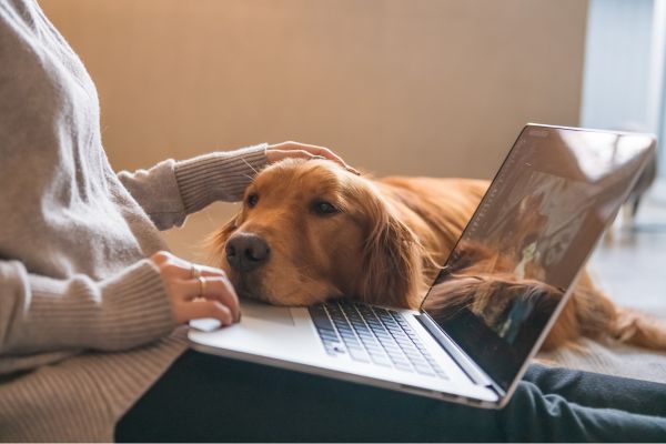 Eine Person hat einen Laptop auf ihrem Schoß. Ein Hund legt von der Seite seinen Kopf auf die Tastatur des Laptops.