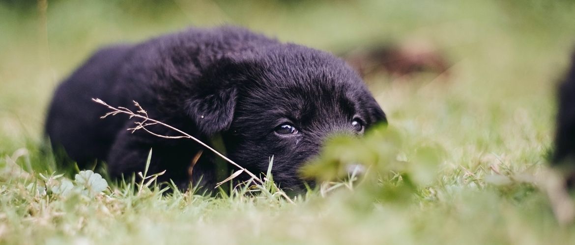 Blasenentzündung: Hund versteckt sich im Rasen