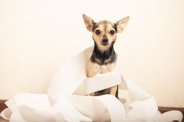 Hund sitzt auf dem Boden, es ist abgerolltes Klopapier um ihn herum gewickelt.