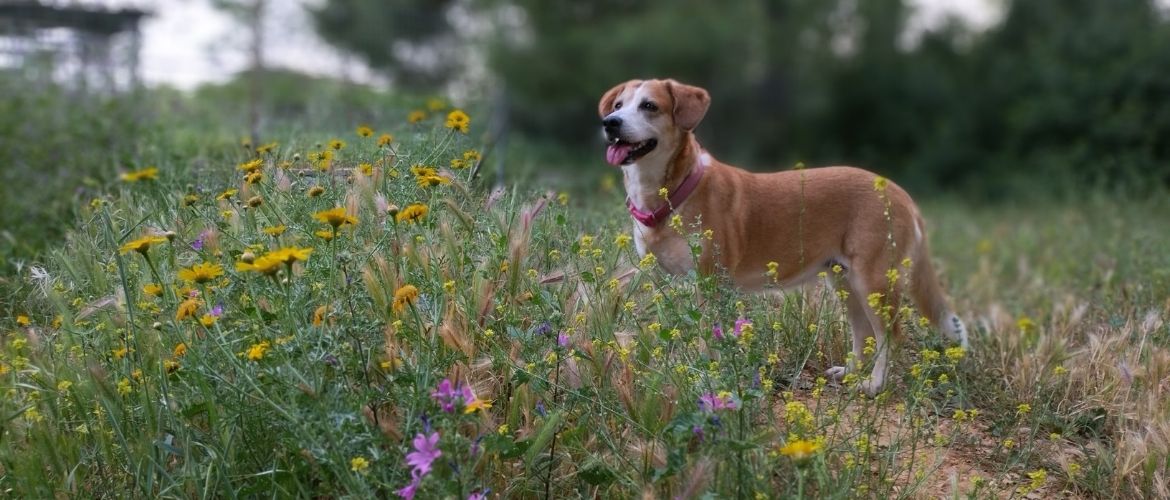 Hund steht vor Gräsern