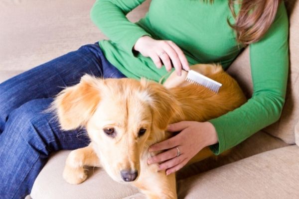 Fellpflege: Hund wird gekämmt