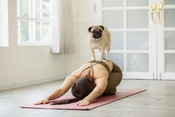 Hund beim Yoga