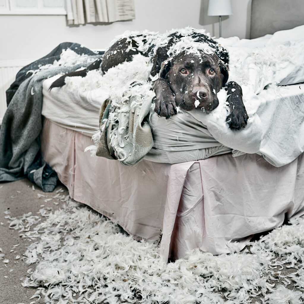 Hund zerstört alles - Bett
