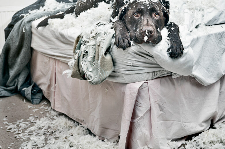 Hund zerstört alles - Bett