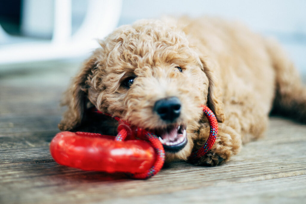 Hund zerstört alles: Welpe mit Spielzeug