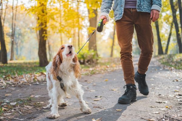 Hund zieht an Flexileine und bellt