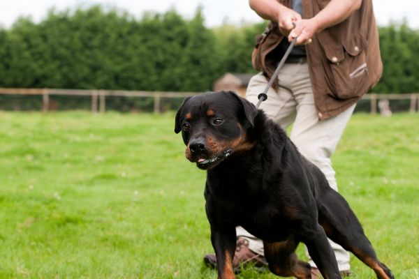 Rottweiler: Hund zieht an der Leine