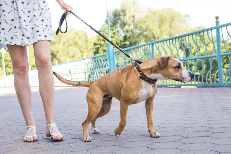 Hund zieht an der Leine