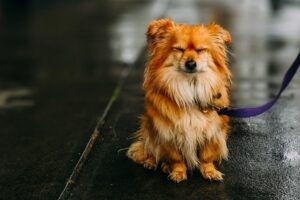 Hund zittert: Krankheit oder unbedenklich? | edogs Magazin