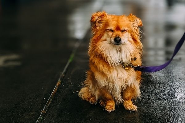 Hund zittert bei Kälte