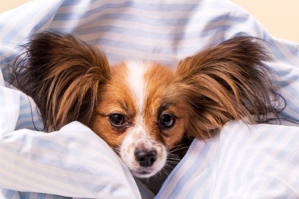 Hund zittert unter Bettdecke
