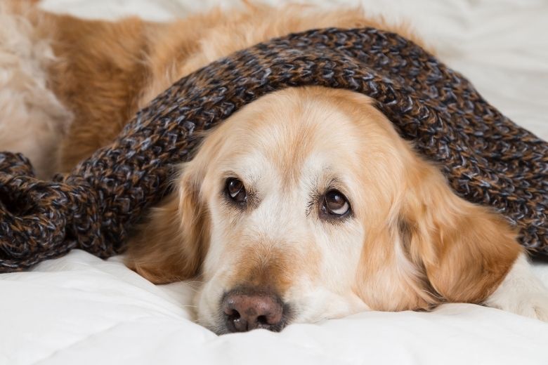 Morbus Addison Hund Was kaum jemand weiß edogs Magazin