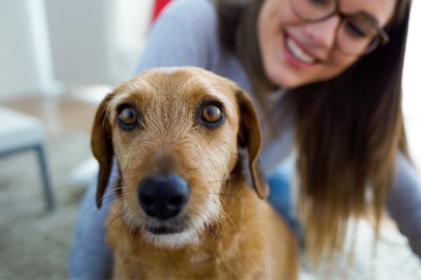 Hund Zuhause beschäftigen