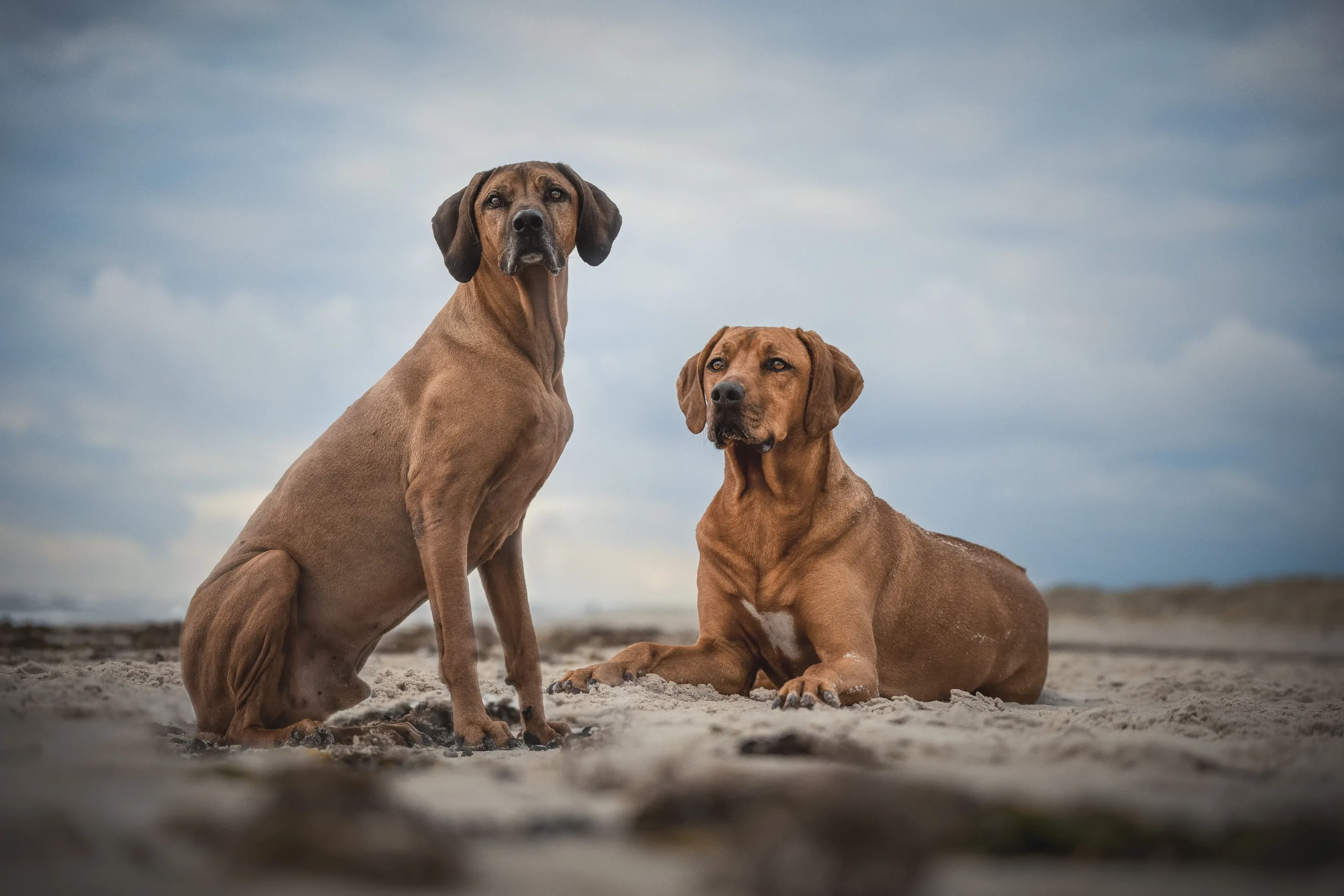 hund_dänemark