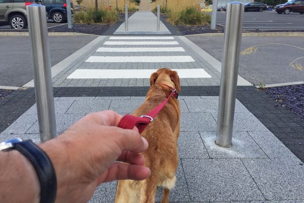 Hund will nicht Gassi gehen: Hund zieht an Leine