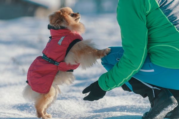 Hund will nicht Gassi gehen: Pomeranian mit Hundemantel