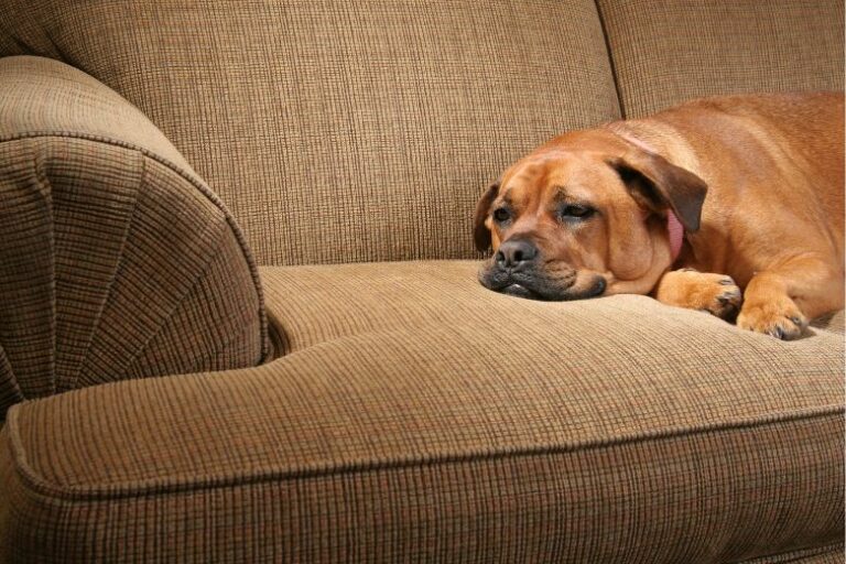 Hund will nicht Gassi gehen – Diese Tipps helfen Dir!