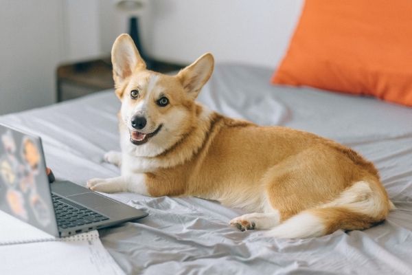 Bürohunde: Hund am Laptop