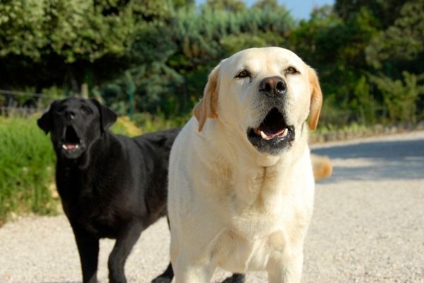 Hunde bellen andere Hunde an