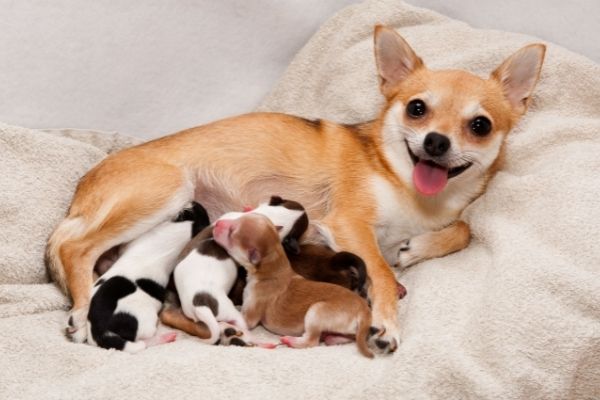 Trächtigkeit Hund: Geburt von Welpen