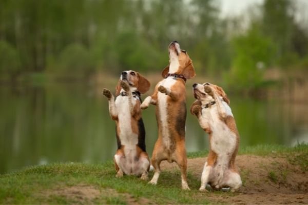 Drei Hunde machen Männchen