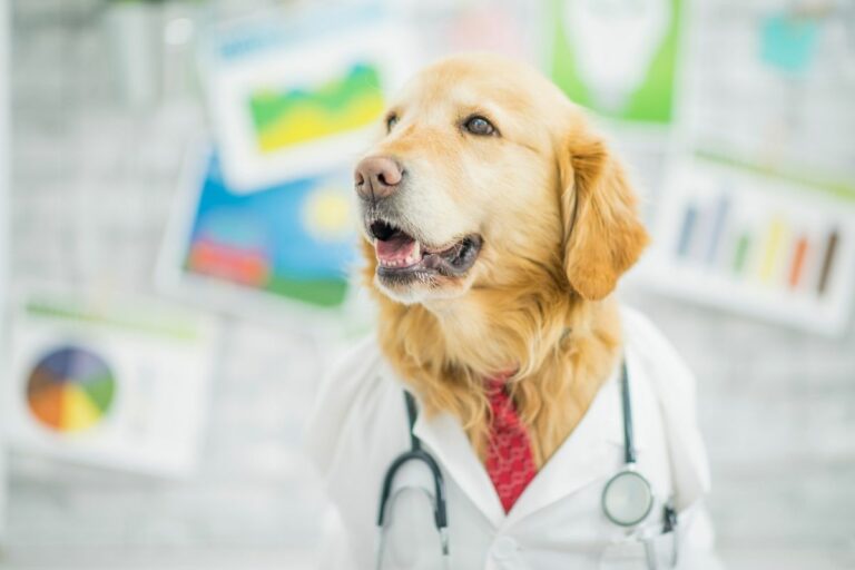 Hunde riechen Krebs: Spürnasen für die Medizin?
