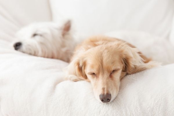 Wie lange schlafen Hunde: Vierbeiner im Schlaf auf Sofa