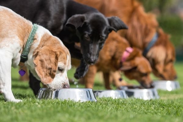 Hunde schlingen aus Futternäpfen