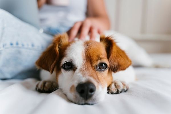 Hunde Schutzvertrag: Fellnase wird gestreichelt
