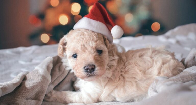 Hunde sind keine Weihnachtsgeschenke