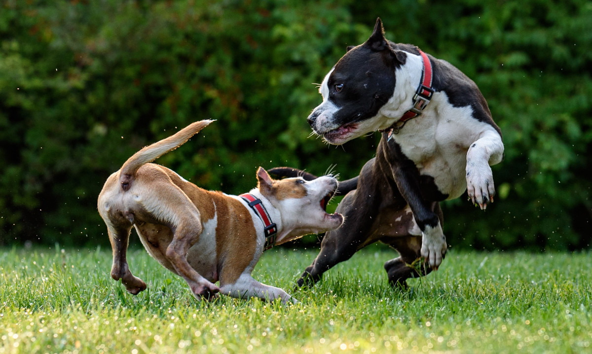 hunde-spielen-mit-beissen