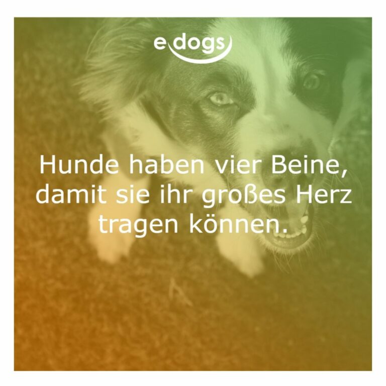 60+ Beste Hundesprüche & Weisheiten edogs.de Magazin