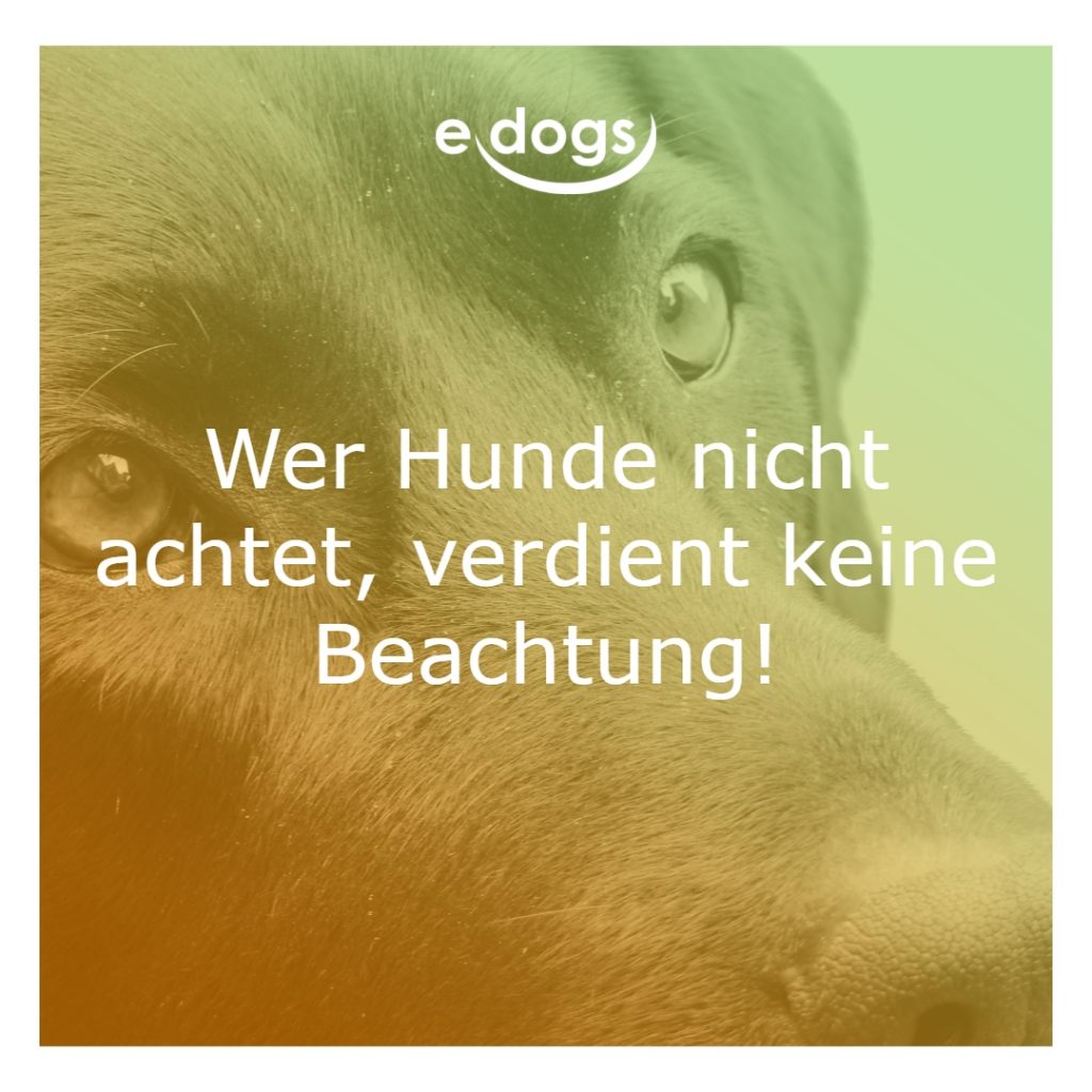 50+ Beste Hundesprüche & Weisheiten edogs.de Magazin