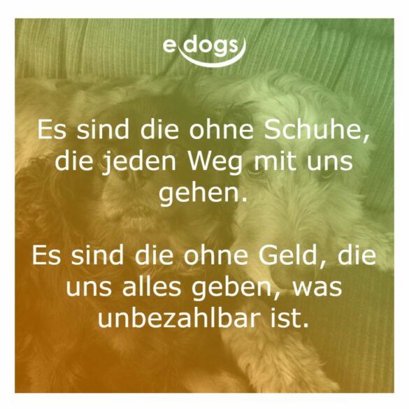 60+ Beste Hundesprüche & Weisheiten edogs.de Magazin