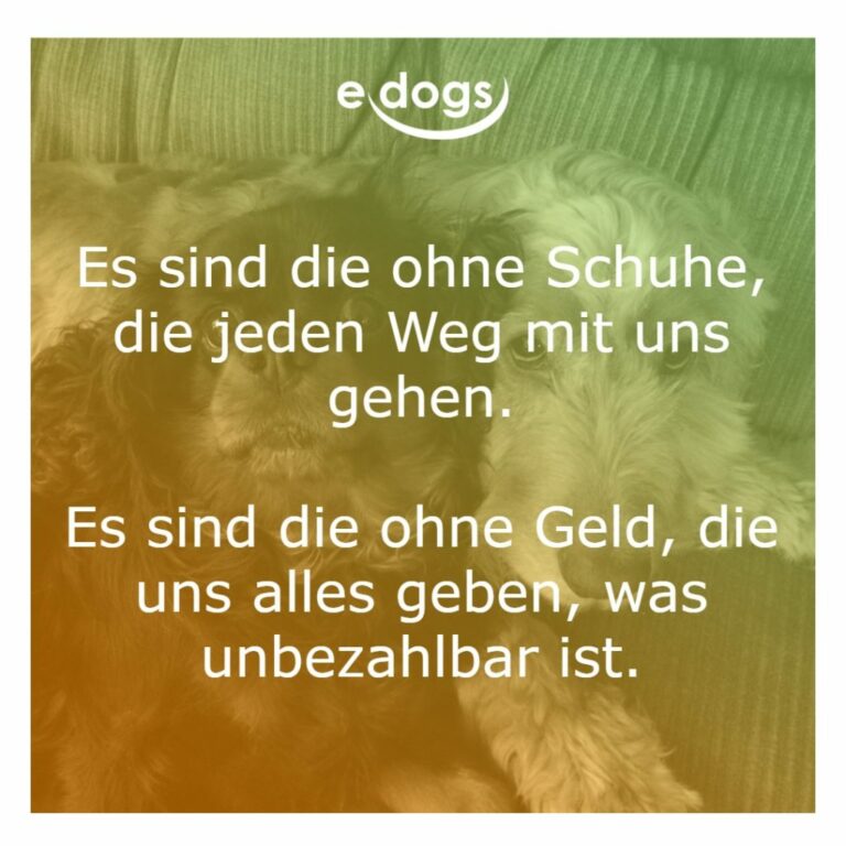 60+ Beste Hundesprüche & Weisheiten edogs.de Magazin